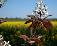 Kupferfelsenbirne - Amelanchier lamarckii 100-150 cm, Strauch im 7,5 Liter Container