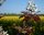 Kupferfelsenbirne - Amelanchier lamarckii 100-150 cm, Strauch im 7,5 Liter Container