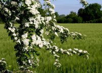 Zweigriffeliger Weißdorn - Crataegus laevigata