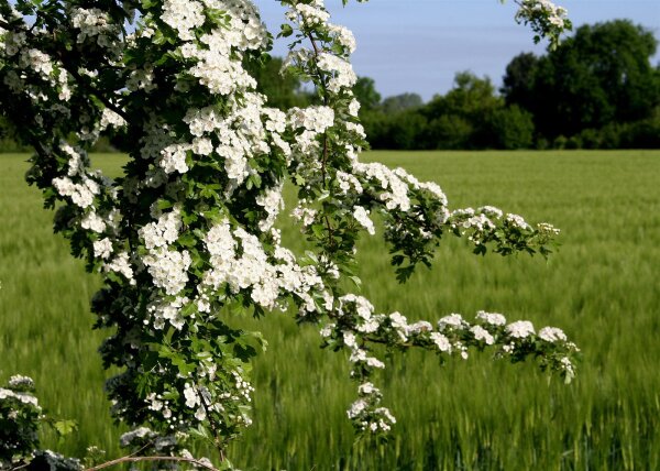 Zweigriffeliger Weißdorn - Crataegus laevigata 50-80 cm, 2- jährig verschulter Sämling, wurzelnackt