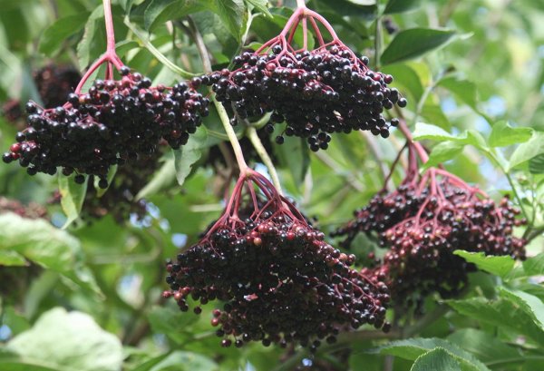 Schwarzer Holunder - Sambucus nigra 40-60 cm, Strauch  im 3 Liter Container