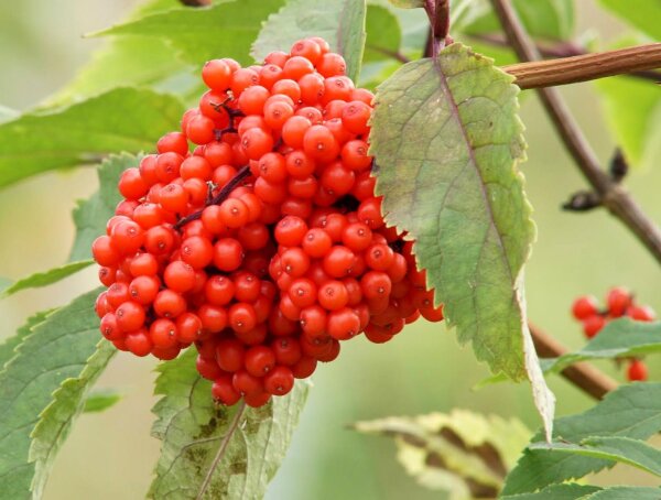 Traubenholunder - Sambucus racemosa 70-90 cm, leichter Strauch, ab 2 Triebe, wurzelnackt