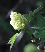 Traubenholunder - Sambucus racemosa 70-90 cm, leichter Strauch, ab 2 Triebe, wurzelnackt