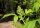 Traubenholunder - Sambucus racemosa 70-90 cm, leichter Strauch, ab 2 Triebe, wurzelnackt