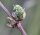 Traubenholunder - Sambucus racemosa 70-90 cm, leichter Strauch, ab 2 Triebe, wurzelnackt