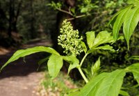 Traubenholunder - Sambucus racemosa 60-100 cm, verpflanzter Strauch ab 3 Triebe, wurzelnackt