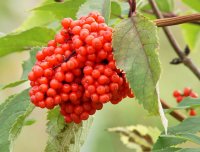 Traubenholunder - Sambucus racemosa 40-60 cm, Strauch  im...