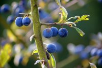 Schlehe - Prunus spinosa 50-80 cm, 2- jährig verschulter Sämling, wurzelnackt