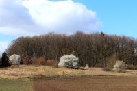 Schlehe - Prunus spinosa 70-90 cm, leichter Strauch, ab 2 Triebe, wurzelnackt