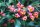 Pfaffenhütchen - Euonymus europaeus 70-90 cm, leichter Strauch, ab 2 Triebe, wurzelnackt