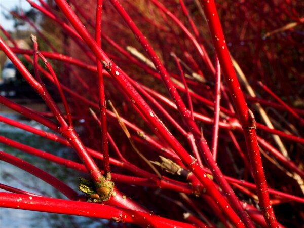 Hartriegel - Cornus sanguinea 50-80 cm, 3- jährig verschulter Sämling, wurzelnackt