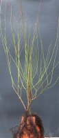Hartriegel - Cornus sanguinea 50-80 cm, 3- jährig verschulter Sämling, wurzelnackt