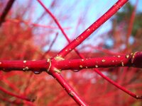 Hartriegel - Cornus sanguinea 50-80 cm, 3- jährig verschulter Sämling, wurzelnackt