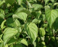 Hartriegel - Cornus sanguinea 50-80 cm, 3- jährig verschulter Sämling, wurzelnackt