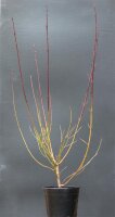 Hartriegel - Cornus sanguinea 50-80 cm, 3- jährig verschulter Sämling, wurzelnackt