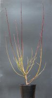 Hartriegel - Cornus sanguinea 60-100 cm, verpflanzter Strauch ab 4 Triebe, wurzelnackt