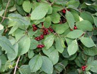 Rote-Heckenkirsche - Lonicera xylosteum 50-80 cm, 2- jährig verschulter Sämling, wurzelnackt