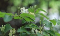 Rote-Heckenkirsche - Lonicera xylosteum  60-100 cm, verpflanzter Strauch ab 3 Triebe, wurzelnackt