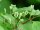 Rote-Heckenkirsche - Lonicera xylosteum  60-100 cm, verpflanzter Strauch ab 3 Triebe, wurzelnackt