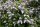 Wildflieder - Syringa vulgaris 50-80 cm, 2- jährig verschulter Sämling, wurzelnackt