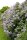 Wildflieder - Syringa vulgaris 40-70 cm, leichter Strauch, ab 2 Triebe, wurzelnackt