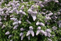 Wildflieder - Syringa vulgaris 60-100 cm, verpflanzter Strauch ab 3 Triebe, wurzelnackt