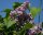 Wildflieder - Syringa vulgaris 60-100 cm, verpflanzter Strauch ab 3 Triebe, wurzelnackt