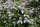 Wildflieder - Syringa vulgaris 60-100 cm, Strauch im 3 Liter Container