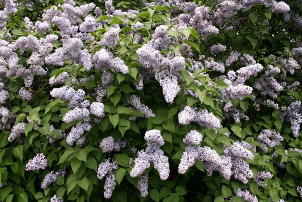 Wildflieder - Syringa vulgaris 80-100 cm, Strauch im 7,5 Liter Container