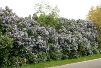 Wildflieder - Syringa vulgaris 80-100 cm, Strauch im 7,5 Liter Container