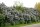 Wildflieder - Syringa vulgaris 80-100 cm, Strauch im 7,5 Liter Container