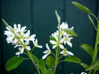 Echte Felsenbirne - Amelanchier rotundifolia  50-80 cm,...