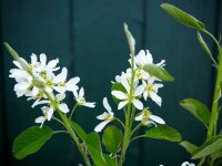 Echte Felsenbirne - Amelanchier rotundifolia 40-70 cm,...