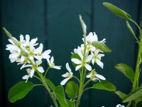 Echte Felsenbirne - Amelanchier rotundifolia 60-100 cm,...