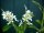 Echte Felsenbirne - Amelanchier rotundifolia 60-100 cm, Strauch  im 3 Liter Container