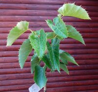 Henrylinde- Tilia henryana