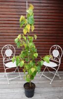 Henrylinde- Tilia henryana