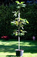 Rot-Eiche - Quercus rubra 80-100 cm, leichter Heister, 1...