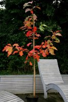 Rot-Eiche - Quercus rubra 80-100 cm, leichter Heister, 1 x verpflanzt, wurzelnackt