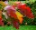 Rot-Eiche - Quercus rubra 150-200 cm, Heister im 7,5 Liter Container