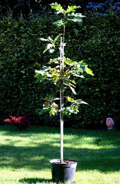 Rot-Eiche - Quercus rubra  200-250 cm, verpflanzter Heister ab 6 cm Umfang, mit Ballen