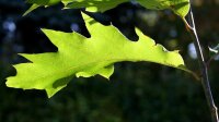 Rot-Eiche - Quercus rubra  200-250 cm, verpflanzter Heister ab 6 cm Umfang, mit Ballen