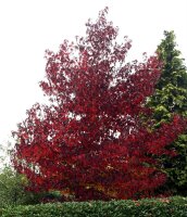 Rot-Eiche - Quercus rubra  200-250 cm, verpflanzter Heister ab 6 cm Umfang, mit Ballen