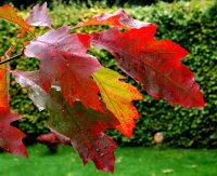 Rot-Eiche - Quercus rubra  200-250 cm, verpflanzter Heister ab 6 cm Umfang, mit Ballen