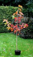 Rot-Eiche - Quercus rubra  200-250 cm, verpflanzter Heister ab 6 cm Umfang, mit Ballen