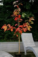 Rot-Eiche - Quercus rubra  200-250 cm, verpflanzter Heister ab 6 cm Umfang, mit Ballen