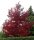 Rot-Eiche - Quercus rubra  200-250 cm, verpflanzter Heister ab 6 cm Umfang, mit Ballen