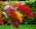 Rot-Eiche - Quercus rubra  200-250 cm, verpflanzter Heister ab 6 cm Umfang, mit Ballen