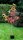 Rot-Eiche - Quercus rubra  200-250 cm, verpflanzter Heister ab 6 cm Umfang, mit Ballen