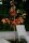 Rot-Eiche - Quercus rubra  200-250 cm, verpflanzter Heister ab 6 cm Umfang, mit Ballen